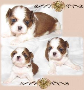 Shih Tzu Zwerge