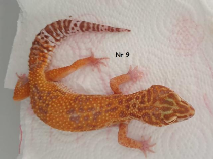 0, 9 Leopardgeckos DNz20 u 22 Komplettabnahme bevorzugt