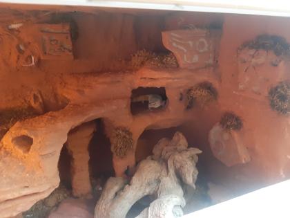 Komplettes Terrarium mit Leopardgecko