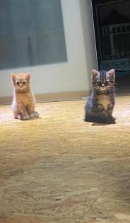 Siam-Perser-Mix Katzenwelpen