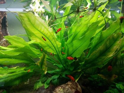 Platy-Fische zu verkaufen Wagtail - orange-schwarz