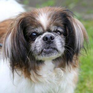 OMI-GINA - weiblich 13 Jahre 19 cm 4. 2 kg Tibet-Spaniel Gechipt