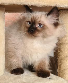 Wunderschöne Neva Masquarade Kater mit Stammbaum