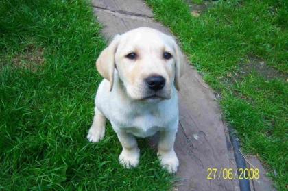 SÜßE BLONDE LABRADOR WELPEN, FÜR 430Euro ABZUGEBEN