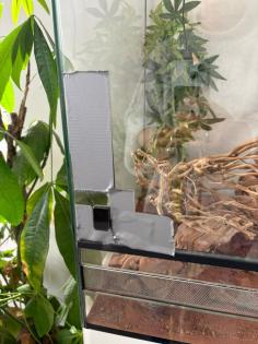 2 x Dornschwanzagamen inkl. Terrarium wegen Umbau