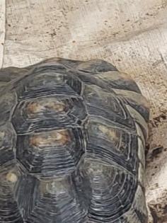8 Landschildkröten abzugeben