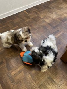 Süße cavalier- Shihtzu welpen/ CavaTzu abzugeben