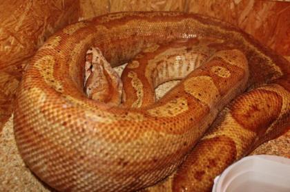 Adulte Boa constrictor / Zuchttiere