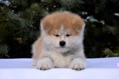 AKITA INU WELPEN