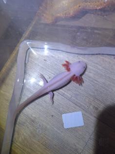 Axolotl Nachzucht