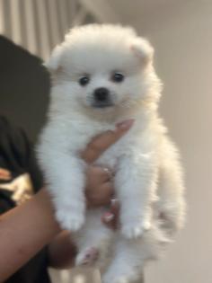 Pomerania Boo