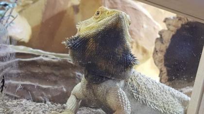 Citrus-Pastell Pogona Vitticeps Männchen abzugeben