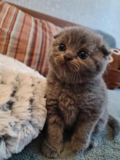 Süße Britisch Kurzhaar Kitten