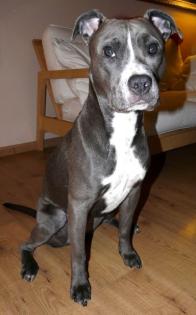 Liebe graue American Stafford Blue Line