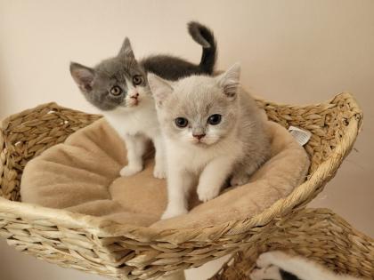 Reinrassige BKH Kitten auszugsbereit