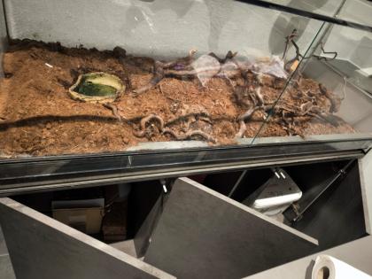 Königsnatter Königs Natter Könignatter einzelne Natter suchen dringend Zuhause Natter mit Terrari
