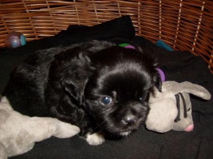 Blacky abzugebeb