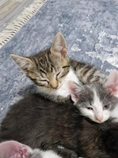 Katzen junges rasse bombay und mischling