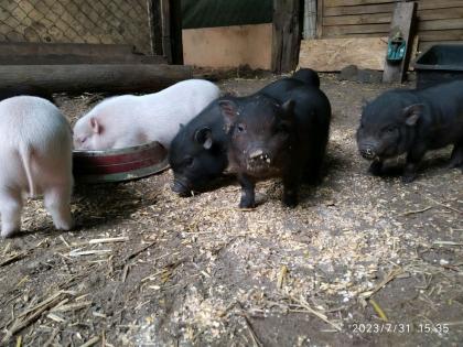 Minischweine siehe Beschreibung