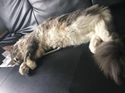 Maine Coon Deckkater Ragnar