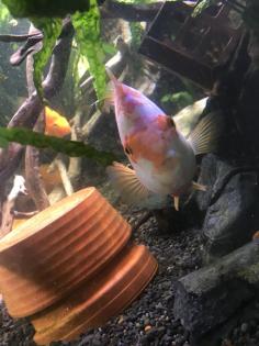 Papageienbuntbarsch Fisch Verkauf/Tausch