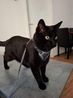 Kater zur Verschenken
