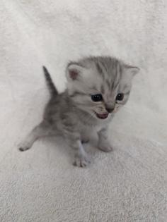 Sechs süße BKH Kitten geb. 06. 05. 23 suchen ab Ende Juli ein neues Zuhause