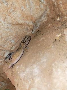 Leopardgecko Mädels