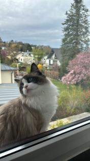 Ragdoll Kater