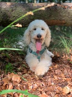 Labradoodle Welpen F 1