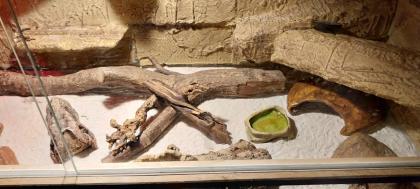 Großes Terrarium incl Leopardgecko