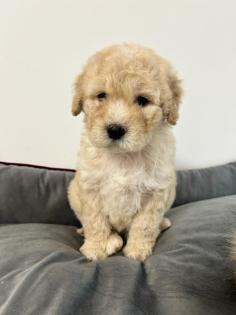 Maltipoo F1b Welpen
