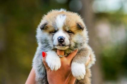 Akita Inu Welpen zu verkaufen
