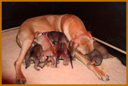 Rhodesian Ridgeback Welpen