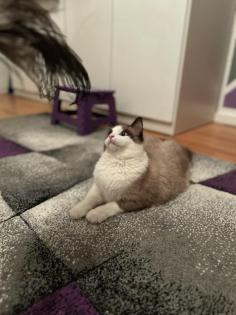 Kater Siam Ragdoll 7 Monate