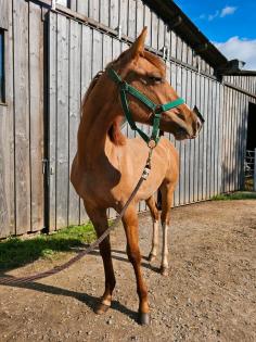 American Quarter Horse Boonsmal Hengst Fohlen Red Dun Cutting