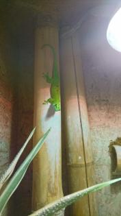 Madagaskar Taggecko, 10 Jahre alt