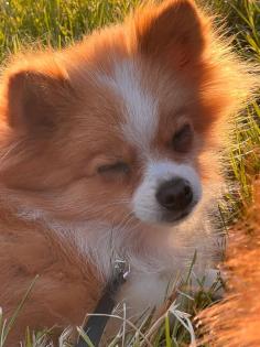 Zwergspitz pomeranian