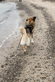 Timon. ist ein toller Hund, loyal und sehr auf seinen Menschen bezogen