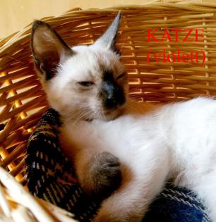 Siamkitten - Old Style Siamese Wichien-Maat