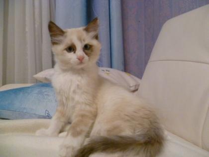 2 süße Ragdoll-kitten suchen ab sofort ein neues zuhause