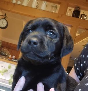 Labrador Welpen Reinrassig