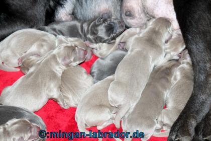 Labrador Retriever premium Welpen, light Silber, light Charcoal