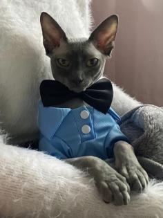Sphynx Deckkater Lays