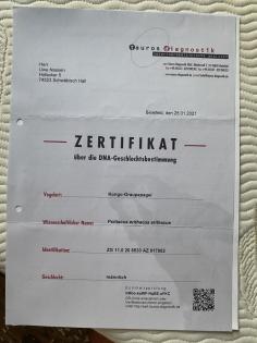 Graupapageienpaar 3Jahre mit großem Käfig und Zubehör