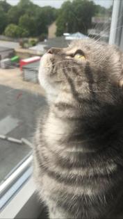 Bkh kater 5 jahre