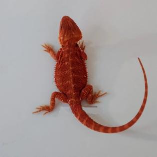 Suche schöne rote, weiße Bartagamen Farbagamen wie Cawley Red P. Vitticeps, Zero etc.