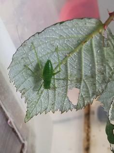 Siliquofera grandis