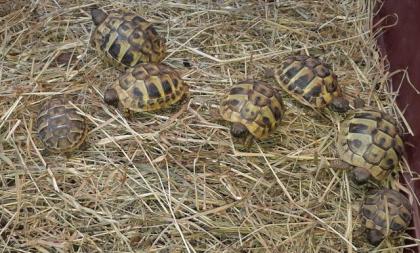 Griechische Landschildkröten NZ 2021 und NZ 2021 aus Tierarztzucht zu verkaufen