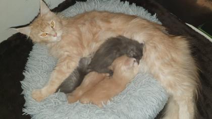Maine Coon Baby s - 2 Kater creamy - 2 Kätzchen silver tabby